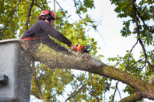 Best Weed Control  in Farmingdale, NJ